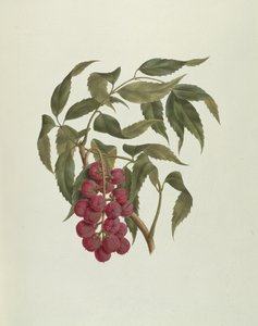 Korsuma (Bersama abyssinica)